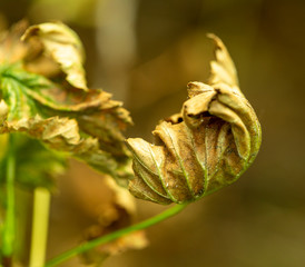 dry leaves on a currant Bush