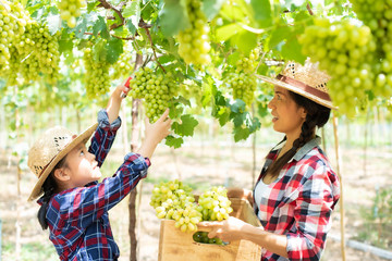 Grape farm, An Asian mother and child, wearing a plaid shirt and hat, are helping to collect grapes in their farm. They talk and smile happily. Small family business.