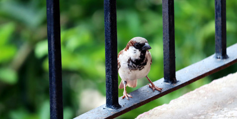 indian sparrow sitting on a railing