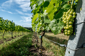 Fototapeta na wymiar green grapes on vine, vineyard in Latvia