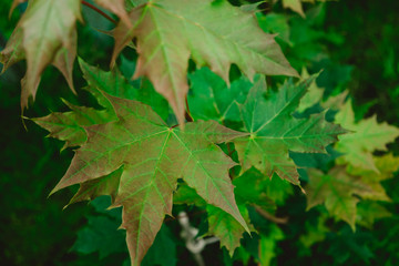 Green Maple Leaves. High quality photo