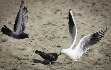 A seagull attacking a pigeon