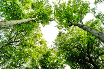 Baum Kronen
