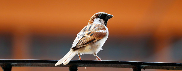 indian sparrow sitting on a railing