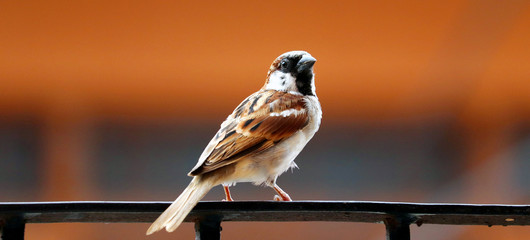 indian sparrow sitting on a railing