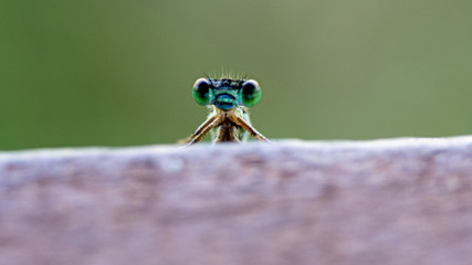 Macro of a baby dragonfly