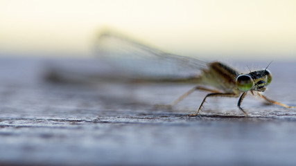 Macro of a baby dragonfly