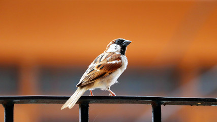 indian sparrow sitting on a railing