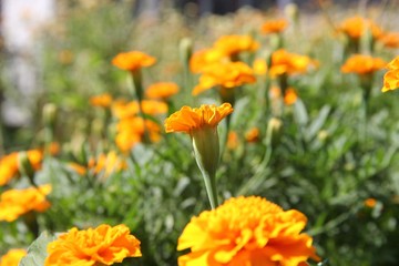 field of orange  flower flower, orange, nature, yellow, marigold, flowers, garden, summer, spring, field, green, plant, bloom, blossom, calendula, red, beauty, floral, petal, meadow, flora, daisy, bea