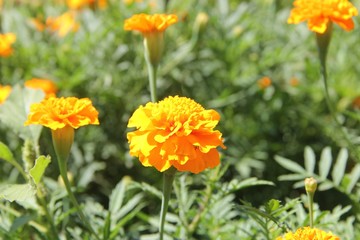 orange flowers in the garden