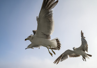 Flying seagulls over blue sky.
