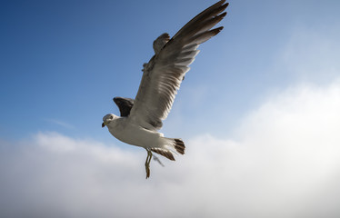 Flying seagulls over blue sky.