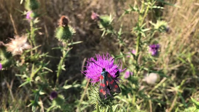 Ein Hufeisenklee-Widderchen oder Rotwidderchen auf einer Mariendistel