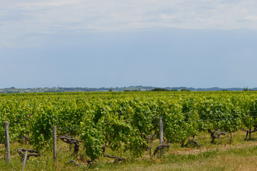 Fototapeta na wymiar Vigne, vignoble de Gironde, vers St Emilion
