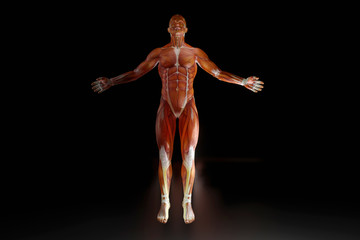 Human anatomy visualisation