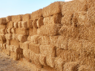 Stacks of dry straw. Piled straw haystacks. Stacks of golden hay in a countryside field