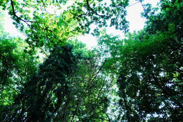 Baum Krone 2