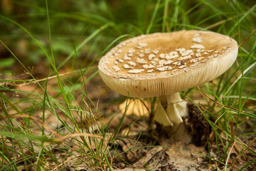 muchomor , grzyb  © Marcin Łazarczyk