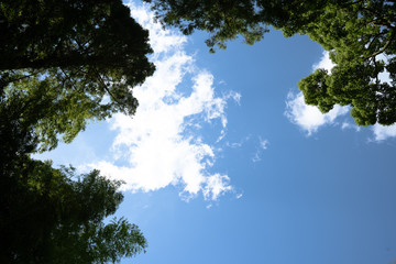 青空と木