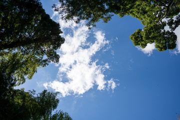 木と青空
