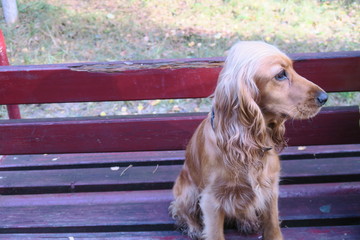 american cocker spaniel dog
