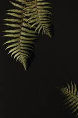 Green fern leaves on black background, leaves casting deep shadow. Autumn mood background for...