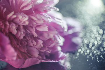 abstract background with flowers. pink peony on a gentle blue background. closeup of a peony. closeup of the petals of a pink delicate flower covered with dew drops on a silvery shiny background