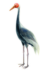 Crane, isolated white background, watercolor illustration