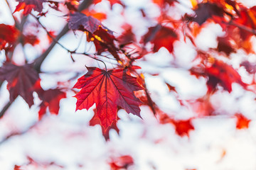 Beautiful branches with red leaves of a Norway maple (Crimson King, Goldsworth Purple)  in sunlight.