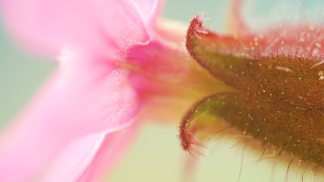 The hairy sepals of the red campion flower 