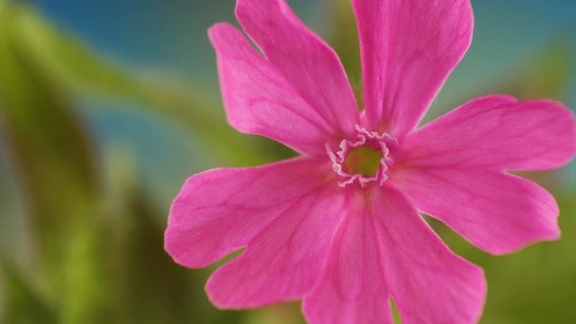 The pink petals of the flowers of the red campion