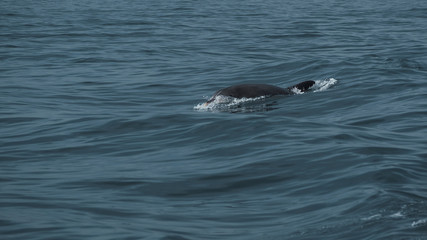 Delfín en la costa de Vigo