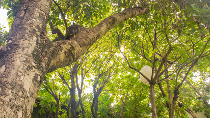 The spread of large tree branches, in the midst of the sunlight, low angle shot