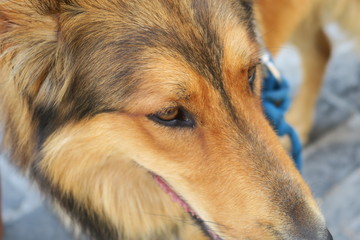 close up of a dog