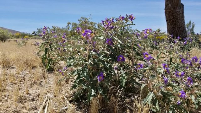 Purple raceme inflorescences of Silverleaf Nightshade, Solanum Elaeagnifolium, Solanaceae, naturalized invasive toxic perennial near Joshua Tree City, Southern Mojave Desert, Springtime.
