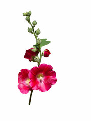Mallow red flower isolate on a white background © Юлия Евдокимова