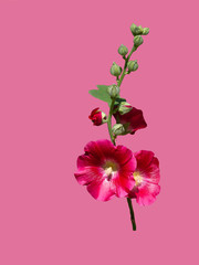 Mallow red flower isolate on a pink background © Юлия Евдокимова