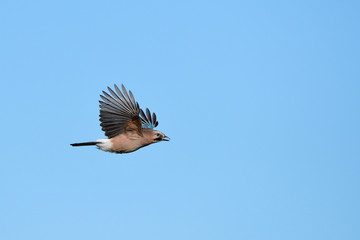 Eichelhäher im Flug im Herbst	
