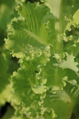 close up of green leaves