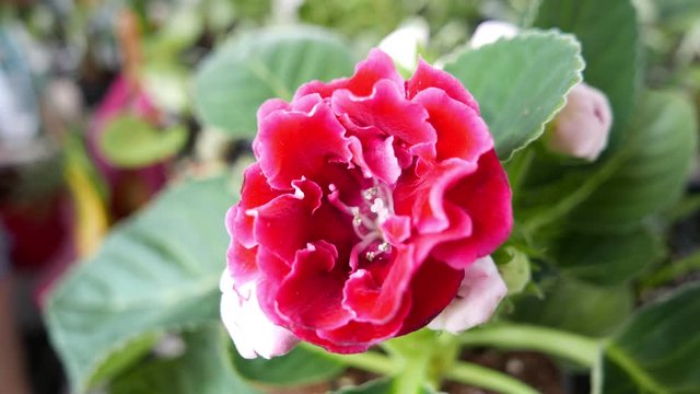 Red gloxinia flower in the home garden