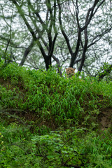 Fototapeta na wymiar Wild male leopard or panther in sky background in monsoon season safari at jhalana leopard or forest reserve jaipur rajasthan india - panthera pardus