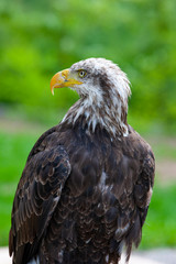Bald eagle (lat. haliaeetus leucocephalus)