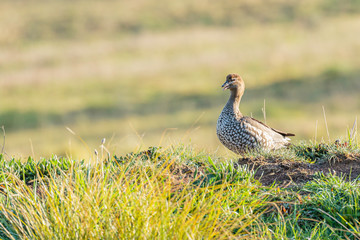 Australian Wood Duck female calling