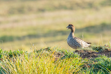 Australian Wood Duck female calling