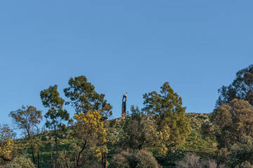 Eastern Grey Kangaroos on a hill