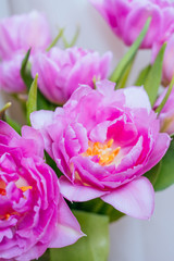 Fototapeta premium Beautiful magenta tulip flower bouquet 