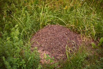mrowiski,mrówki ,łąka,las © Marcin Łazarczyk