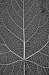 Distress tree leaves, leaflet texture. Black and white grunge background.EPS8. Vector illustration.