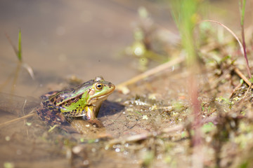 Pond frog sitting in the water with midges on the head. Rana lessonae in the pond. Side view.