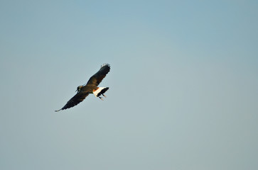 Obraz premium lapwing bird flies wingspan in blue sky, close-up